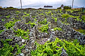 Azzorre, Isola di Pico - Escursione alla Furna de Frei Matias. vigneti coltivati fra muretti di pietra lavica.